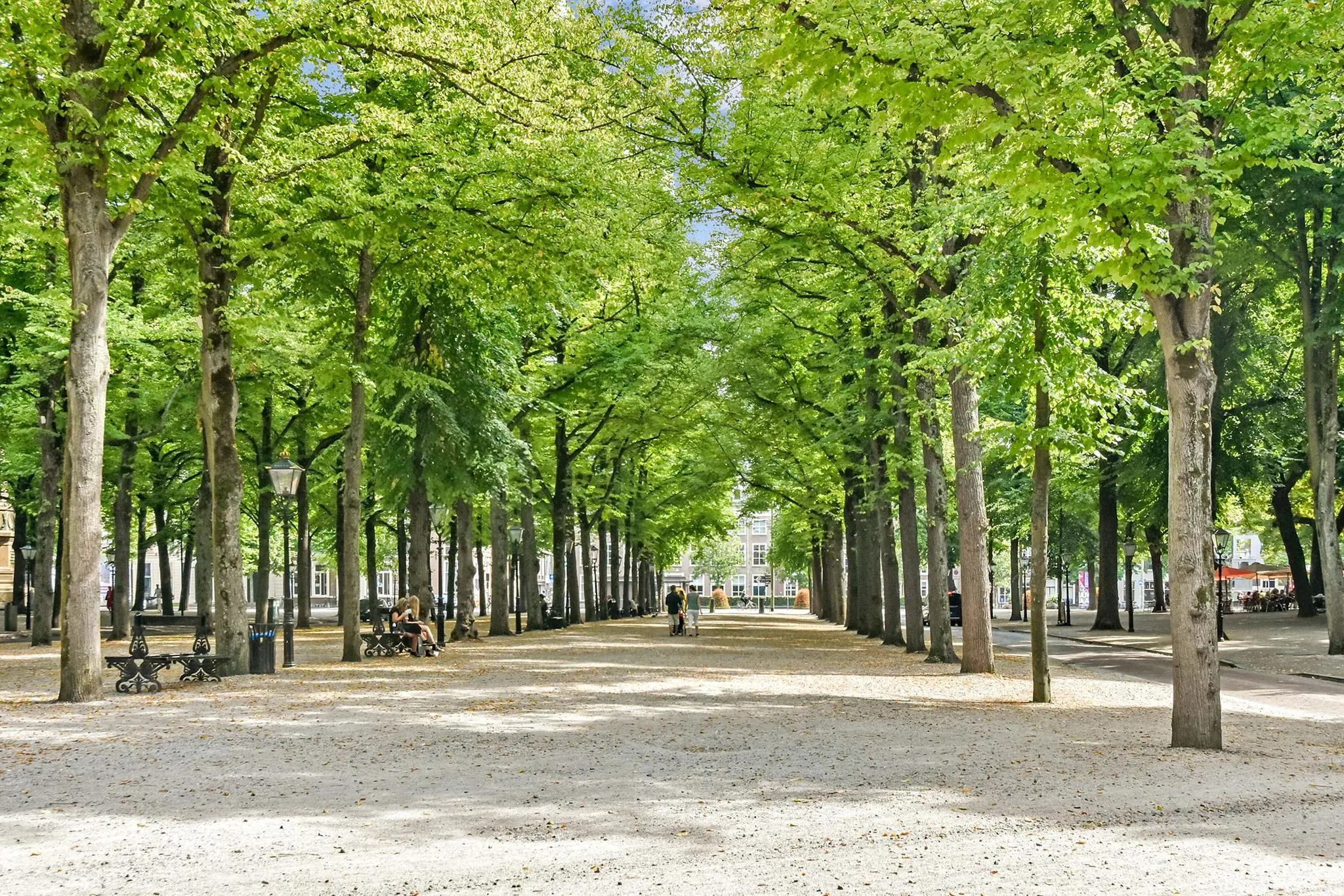 Boomrijke laan met grindpad en bankjes op het Lange Voorhout in Den Haag op een zonnige dag.